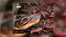 5 Самых Жутких Нападений Больших Змей