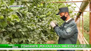 Юртимизда Лимон экспорти мавсуми старт олди