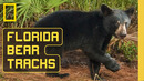 Florida Bear Tracks (Full Documentary) | SPECIAL | National Geographic