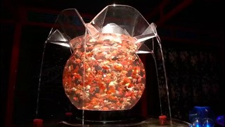 Thousands of goldfish bring giant art installation in Tokyo ‘to life