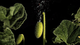 Cucumbers Explode In Slow Motion! | BBC Earth