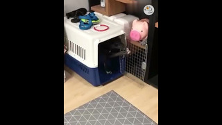 СМЕШНО! Видео реакции собак и кошек ▶️18
