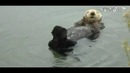 Калан нежится в водичке
