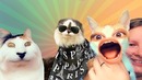 Весёлые и забавные кошки