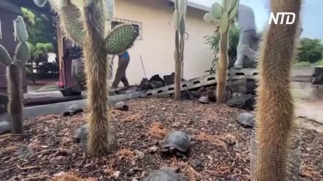 90 редких черепах выпустили на Галапагосском острове