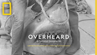 Do Shark Stories Help Sharks? | Podcast | Overheard at National Geographic