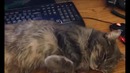 Кот микроб