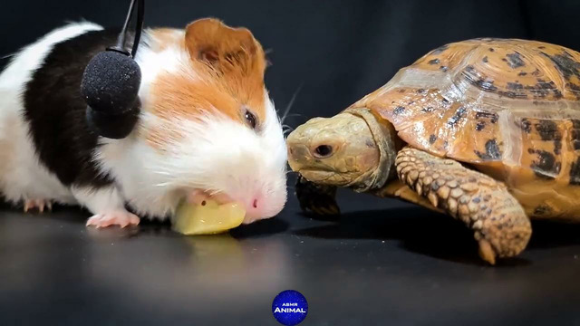 Slow TORTOISE and Fast GUINEA PIG