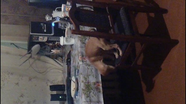 Собака ест за столом реакция когда ее увидели хозяева:)