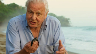 David Attenborough Releases Baby Turtle | Blue Planet II | BBC Earth