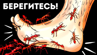 14 опасных насекомых, которые могут ползать у вас под ногами прямо сейчас
