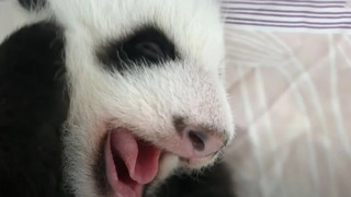 Adorable Baby Animal Moments (Part 3) | Top 5 | BBC Earth