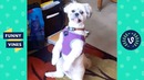 TRY NOT TO LAUGH – Funny Animals & Cute Pets Compilation Funny Vines August