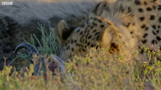 Hungry Cheetah Cubs Need To Eat | The Cheetah Family & Me | BBC Earth