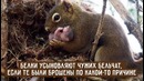 10 фактов о животных, которые поднимут вам настроение