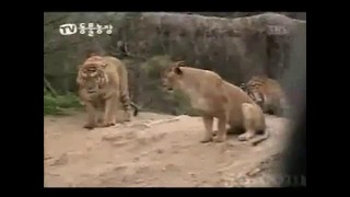 Лев против тигра – Tiger vs Lion