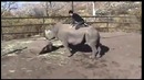 Родео на носороге