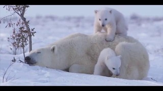 Вы влюбитесь в этих двух белых медвежат и их мамочку