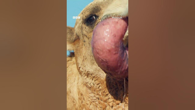 Dromedary camels possess an inflatable sac which they protrude from their mouths #Mammals
