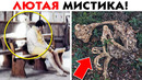 55 лютых мистических загадок