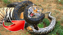 Топ 10 невероятных битв животных в природе