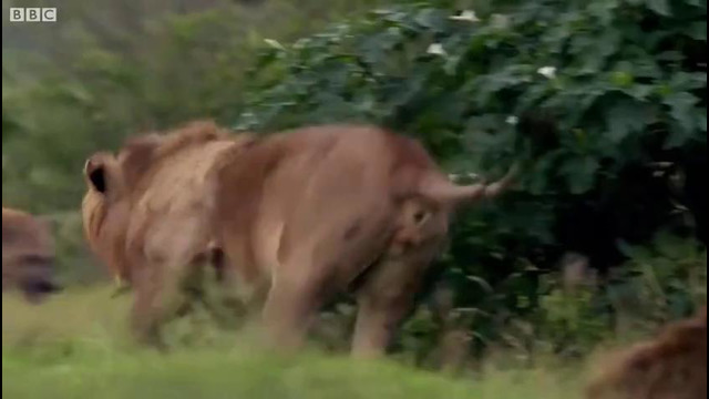 Гиены загнали в угол льва, но ему помог брат