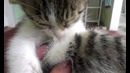Мой котенок спит(xdd)