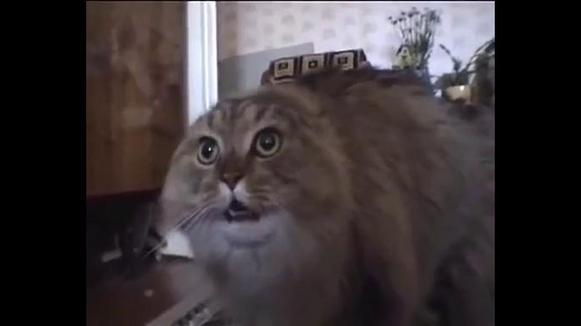 Кот ошеломлен