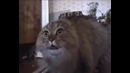 Кот ошеломлен
