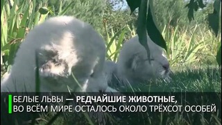 Белее белого. Четыре редких львёнка родились в крымском сафари-парке