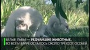 Белее белого. Четыре редких львёнка родились в крымском сафари-парке