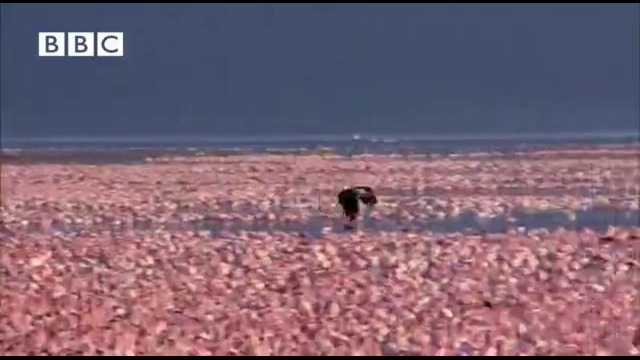 BBC: Вокруг Земли – Орлиная охота на фламинго