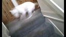 Crazy Bull Terrier
