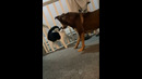 Funny animals – Funny cats / dogs – Funny animal videos 296