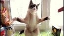Dubstep Cat