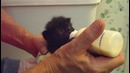 Очень голодный котенок