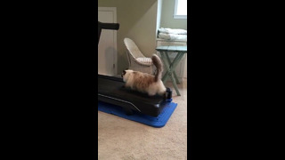 Cat Doesn’t Understand Treadmills #shorts