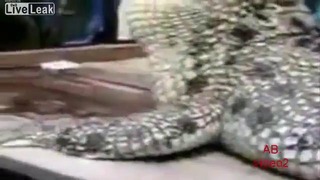 На Филиппинах поймали самого большого в мире крокодила
