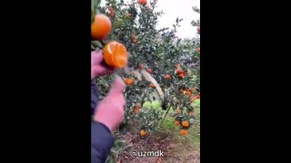 Настоящие Спелые Апельсины