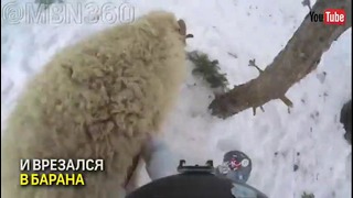 В Карачаево-Чекессии сноубордист врезался в барана