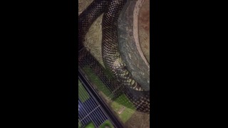 Видео с пожирающей саму себя змеей вызвало дискуссию в интернете