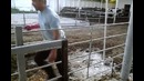Искусственное осеменение в реалиях Узбекистана