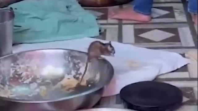 Индийская уличная еда (”, )