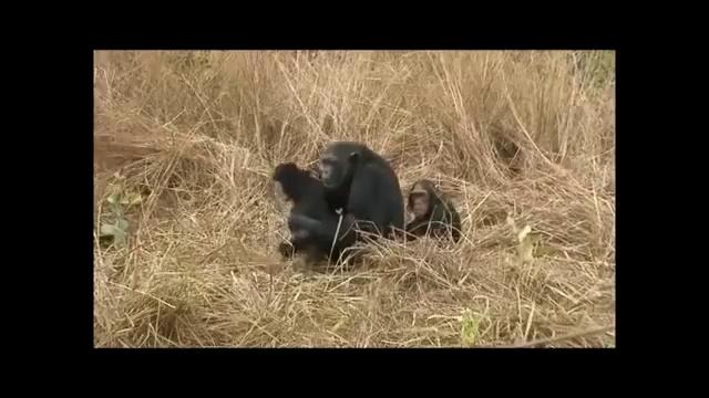 Малыш шимпанзе играет со своим папашей