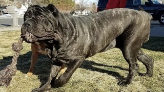 Самые тяжелые и массивные собаки в мире! ПСЫ-ТЯЖЕЛОВЕСЫ