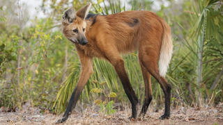 Самый странный волк! Гуара или Гривистый волк: ноги оленя, повадки лисы