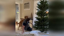 Funny animals – Funny cats / dogs – Funny animal videos 257