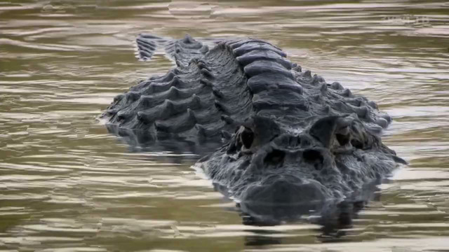 ЧЁРНЫЙ КАЙМАН – Гигантская Рептилия, скрывающаяся в мутных водах Амазонки