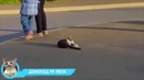 Лучшие приколы 2017 декабрь — ломать – не строить
