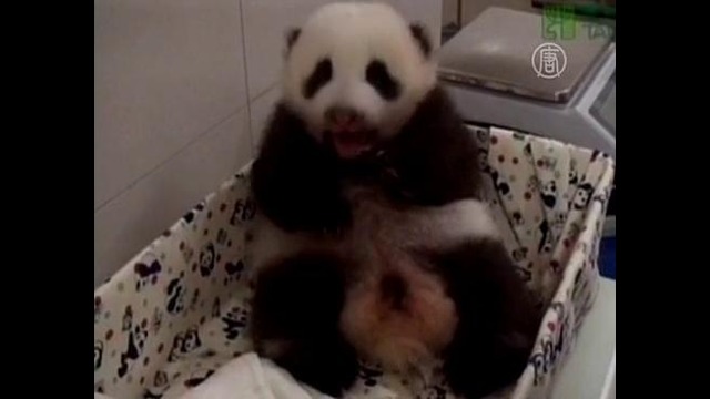 В Тайване успешно растят панду